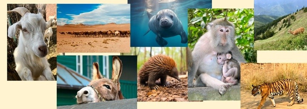 Mammals and Their Ancestors, Marsupials Placental Mammals