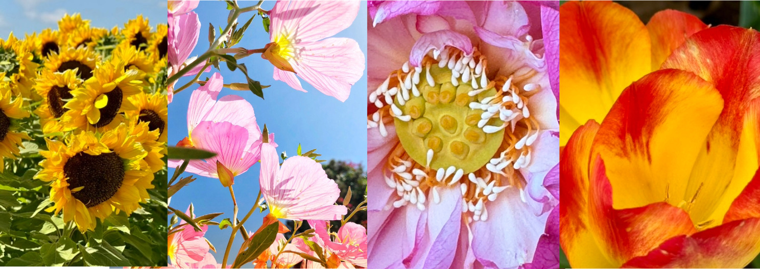 Flowering Plants